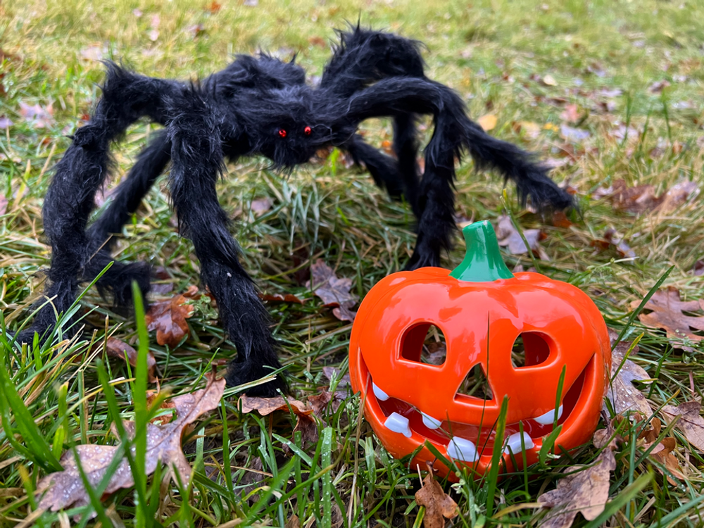 Edderkopp og gresskar halloween pynt.